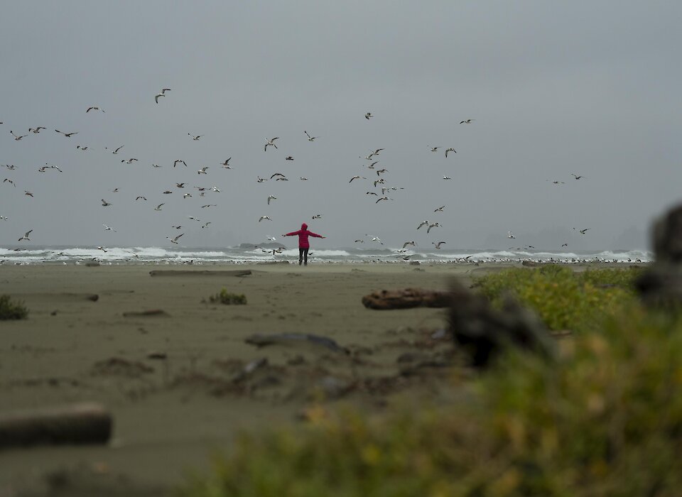 Dancing with seagulls