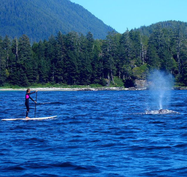 Tofino Stand Up Paddler passes whale in Tofino